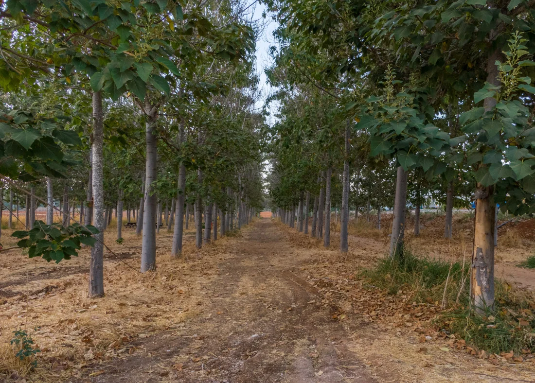 Agriculture
