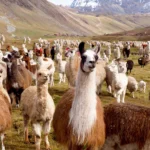 lamas