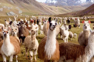 lamas