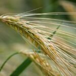 Barley