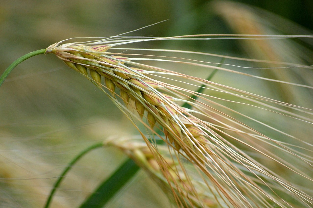 Barley