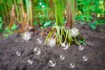 la Fertilisation de Précision
