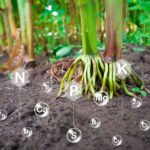 la Fertilisation de Précision