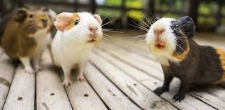 petits animaux