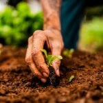 Plantation