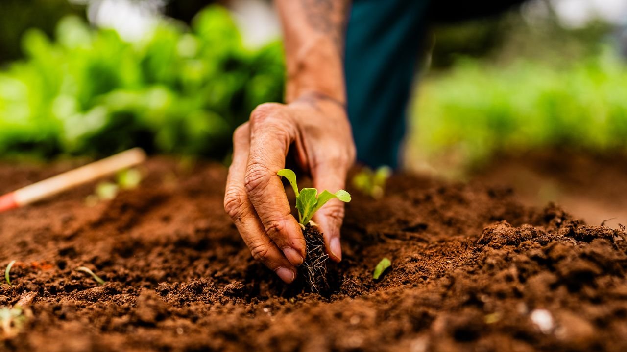 Plantation