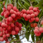 Litchis