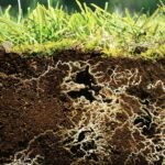 Améliorer la Vie Microbienne des Sols