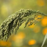 Millet