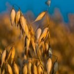 Oats