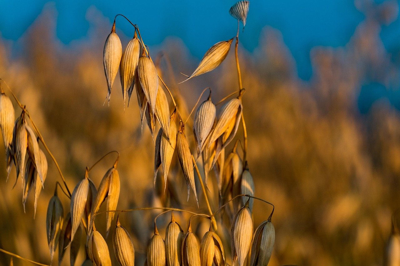 Oats