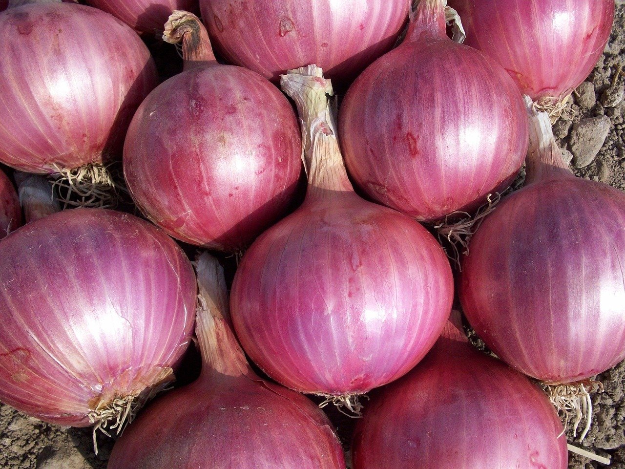 Oignon