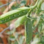Peas