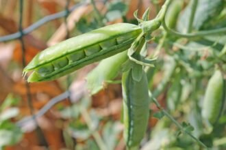 Peas