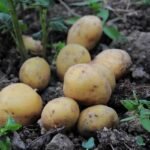 Potatoes