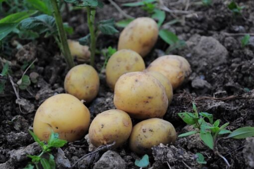 Potatoes