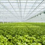 Agriculture en Environnement Contrôlé (CEA)