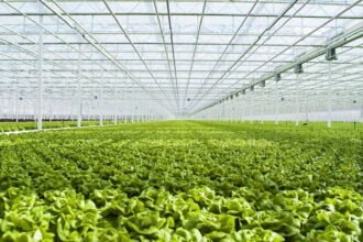 Agriculture en Environnement Contrôlé (CEA)