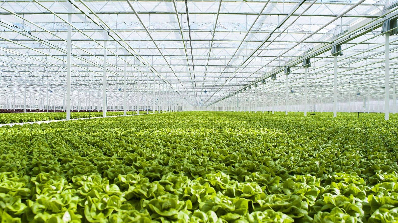 Agriculture en Environnement Contrôlé (CEA)