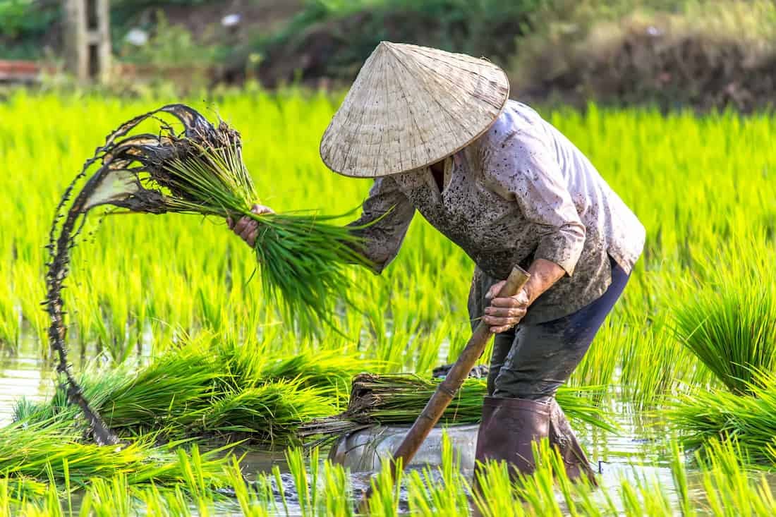 Riz