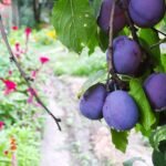 prunes