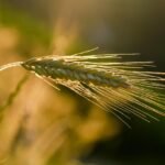 Rye