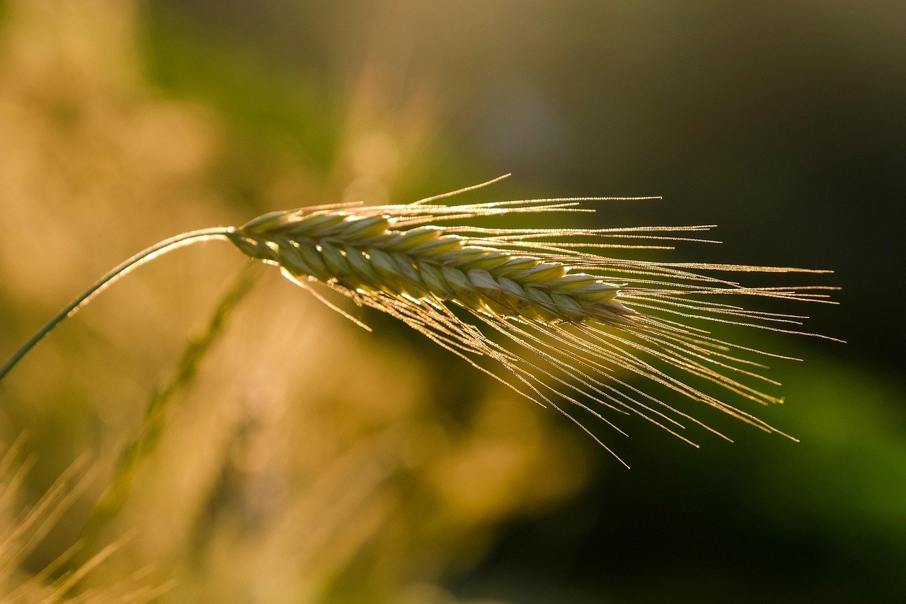 Rye