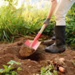 Microbienne des Sols