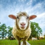 moutons