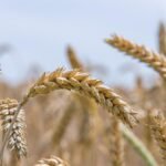 Wheat
