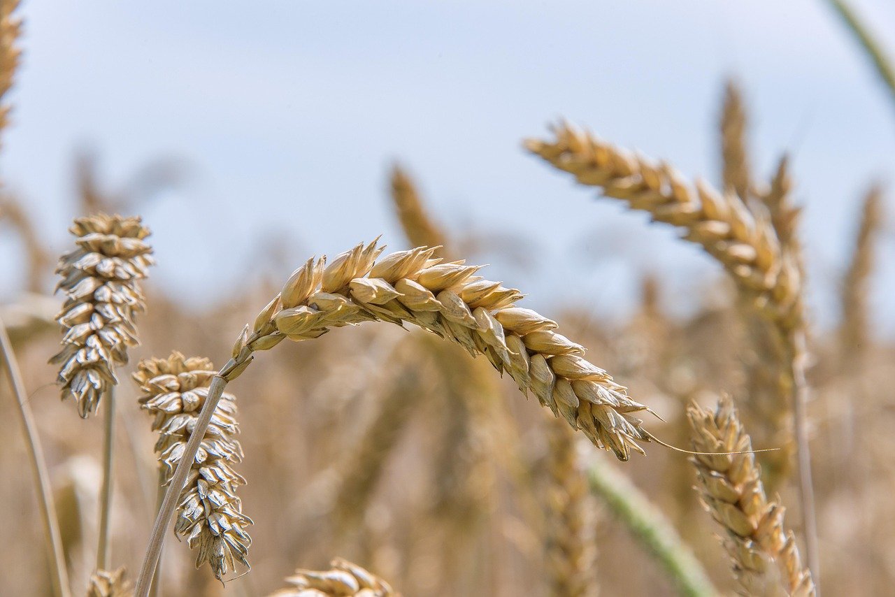 Wheat