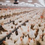 aviculture