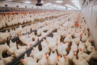 aviculture