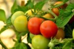 Tomato