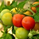 Tomato