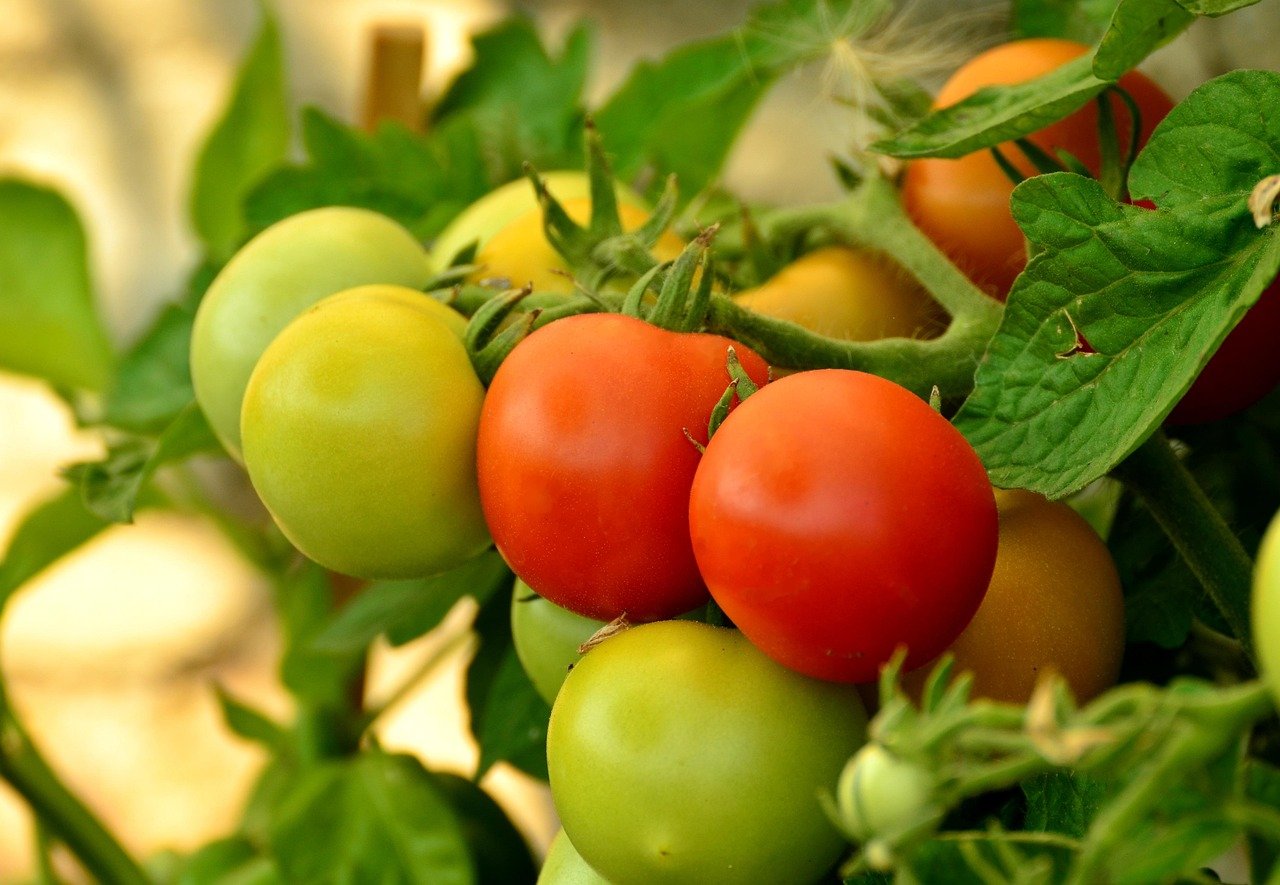 Tomato