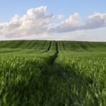 Cultures Agricoles Rentables