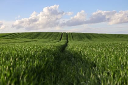 Cultures Agricoles Rentables