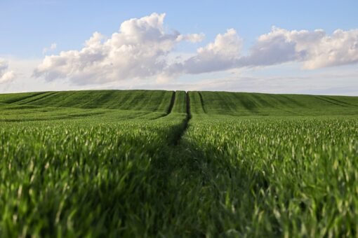 Cultures Agricoles Rentables