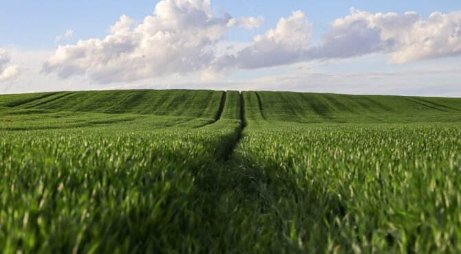 Cultures Agricoles Rentables