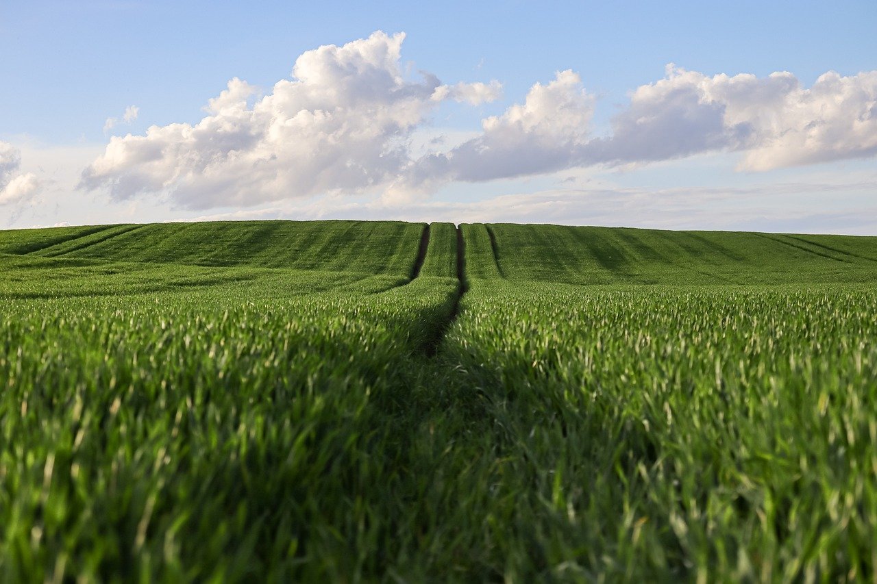 Cultures Agricoles Rentables