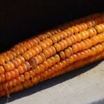 Maize