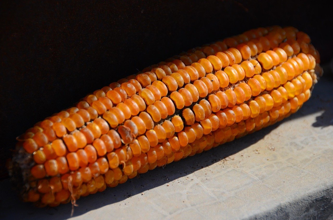 Maize