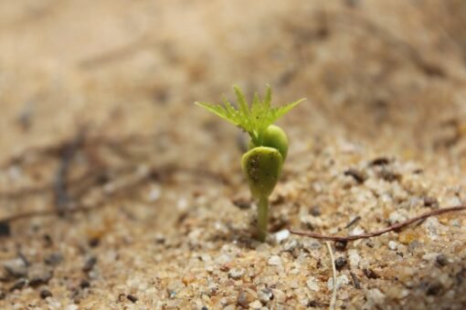Planting