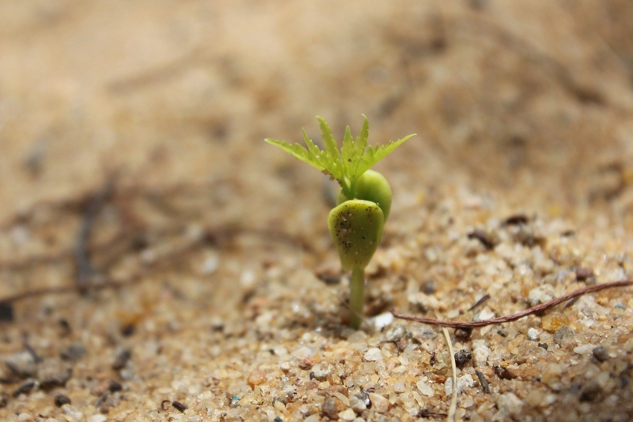 Planting