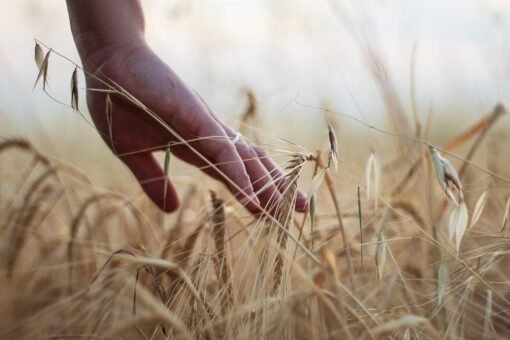 Agriculture