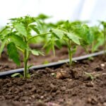 Drip Irrigation