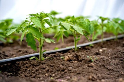 Drip Irrigation
