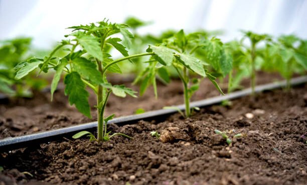 Drip Irrigation