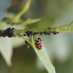 Crop Diseases